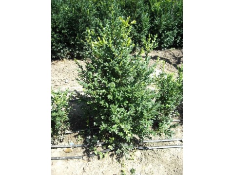 Buxus Sempervirens (CIMIŞIR, MERIŞOR)